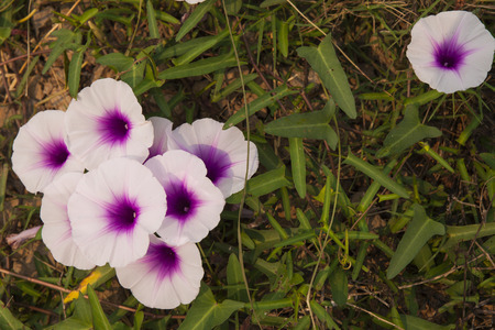 Morning glory flowersの写真素材