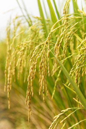 Rice spike in rice fieldの写真素材