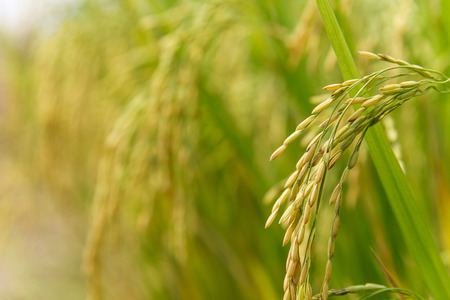 Rice spike in rice fieldの写真素材
