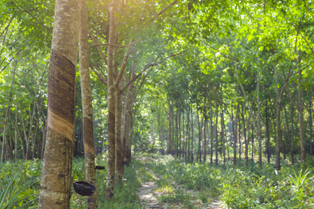 rubber treeの写真素材