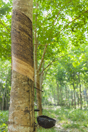 rubber treeの写真素材