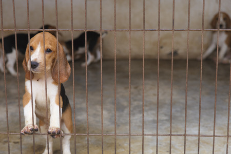 Little Beagle dog in the cageの写真素材