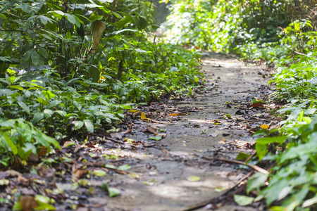 Path go to the forrest