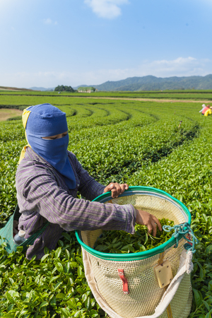 Chaing Rai, Thailand - Dec 19: Unidentified person picking tea leaves in the field on Dec 19,2014  Chiang Rai, Thailand.のeditorial素材