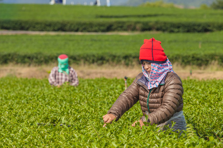 Chaing Rai, Thailand - Dec 19: Unidentified person picking tea leaves in the field on Dec 19,2014  Chiang Rai, Thailand.のeditorial素材