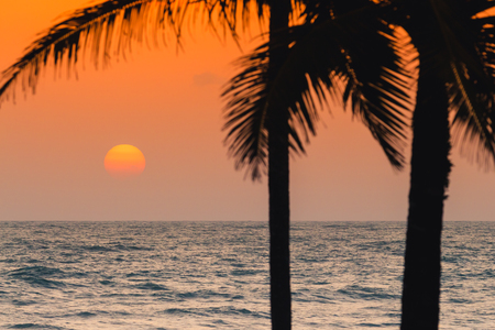 Sunset on the beach with coconut tree.の写真素材