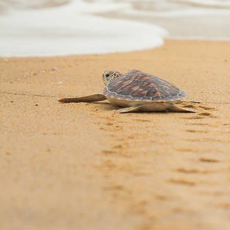 Hawksbill sea turtle on the beach, Thailand.の写真素材