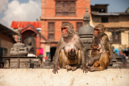 Monkey sit near swayambhunath stupa in Kathmandu, Nepal.の写真素材