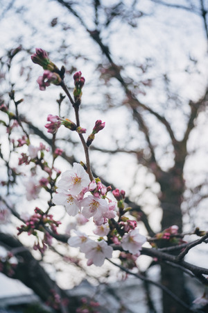 Branch of white Cherry Blossoms.の写真素材