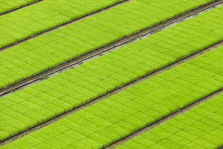 Aerial view of paddy seedlings in the nursery fields.