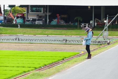 Farmer working at green rice fieldの写真素材