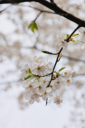 Branch of white Cherry Blossoms.の写真素材