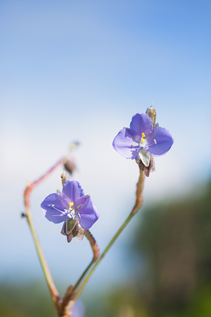 Purple flowers field (Murdannia giganteum) in sunset on Phu Soi Dao National Park, Uttaradit, Thailand.の写真素材