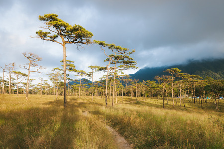 View of pine forest in sunset scene in Phu Soi Dao national park, Thailand.の写真素材