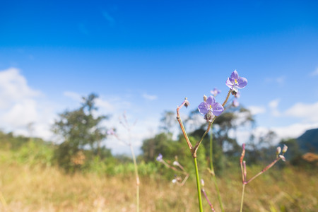 Purple flowers field (Murdannia giganteum) in sunset on Phu Soi Dao National Park, Uttaradit, Thailand.の写真素材