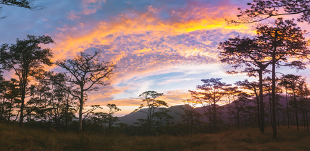 Sunrise with pine forest and flowering grass in Phu Soi Dao national park, Thailand.の写真素材