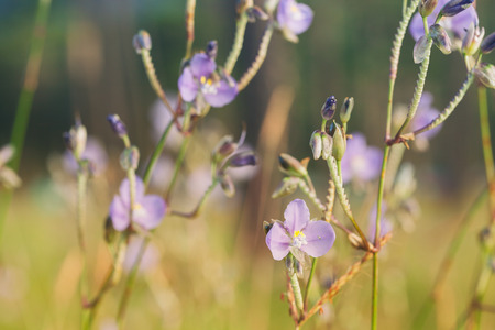 Purple flowers field (Murdannia giganteum) in sunset on Phu Soi Dao National Park, Uttaradit,...