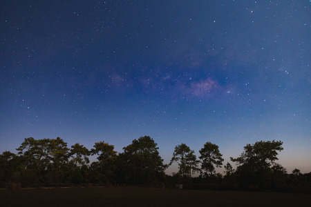 Dark blue sky with many stars over the pine trees in the forest.