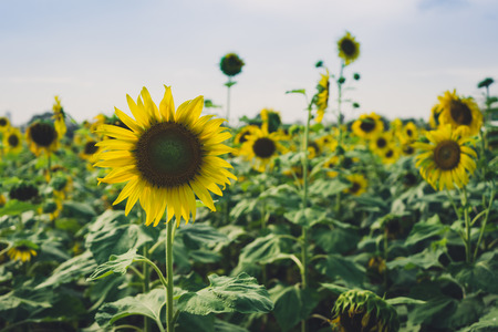 Sunflower fieldsの写真素材