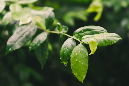 Drops of water on green wrightia religiosa leavesの写真素材