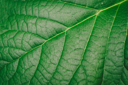 Creative green leaves background.の写真素材