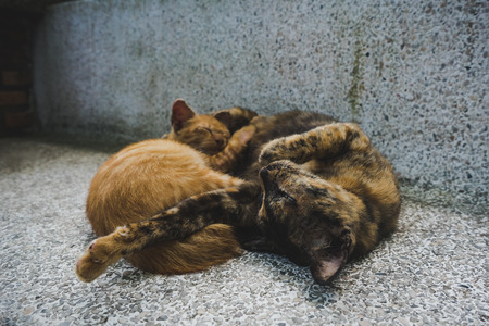 Two cats sleeping on concrete bench.の写真素材