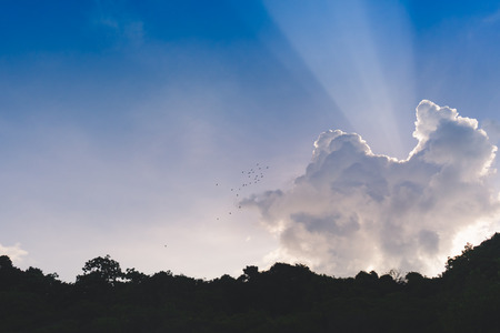Cloud with birds and trees on the mountain.