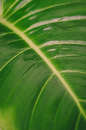 Close up of green leaf  background.の写真素材