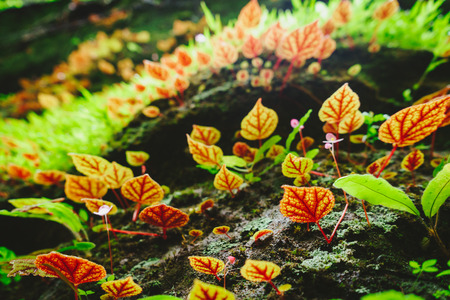 Begonia leaves or Begoniaceae in the rainforest.