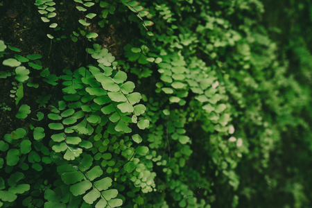 Greenery of ferns leaves background.の写真素材