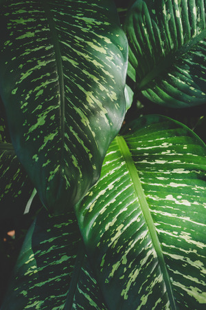 Close up of green dumb cane background.の写真素材