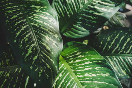 Close up of green dumb cane background.