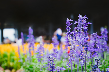 close up of lavender flower in the field.の写真素材