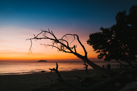 silhouette of dry tree on the beach at sunset.の写真素材