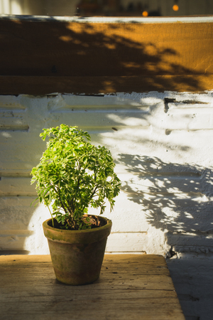 mini green tree on pot with sunlight.の写真素材