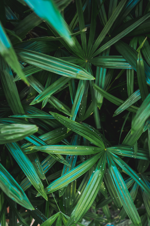Close up of Palms leaves background.の写真素材