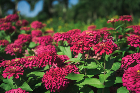 Violet zinnia flower with leave in the garden.の写真素材