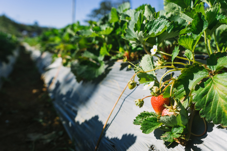 Strawberry farm with blue sky.の写真素材