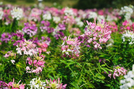 Pink and White Cleome spinosa in the garden.の写真素材