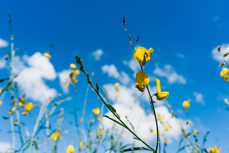Sunhemp flowers field with blue sky in the countryside.の写真素材