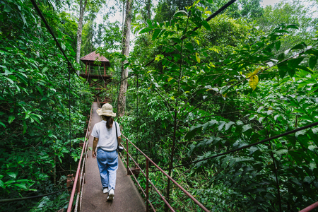 Asian woman walking on canopy walkway with rain forest in Thung Khai Botanical Garden, Trang province, Thailand.の写真素材