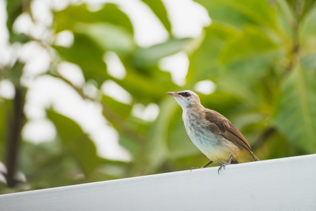Streak-eared Bulbul (Pycnonotus blanfordi) on the roof with tree bokeh in the background.