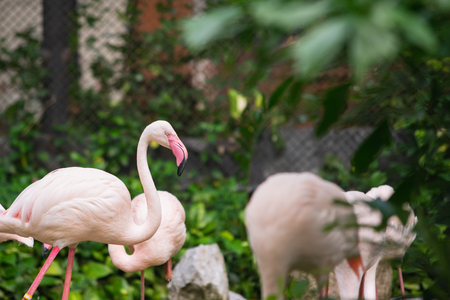 Flamingo bird day life with pond and trees in Dusit zoo, Bangkok.の写真素材