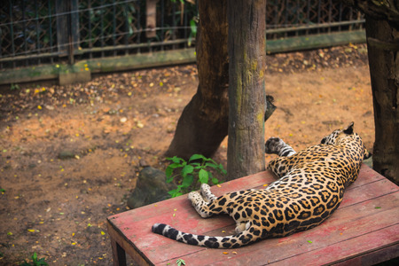 Sleeping Jaguar in the zoo.