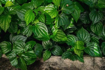 Wild betel leafbush backgroundの写真素材