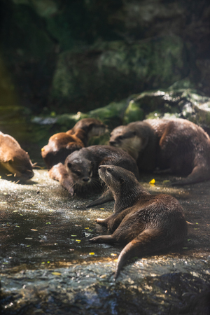 Small-clawed Otter in the zoo.