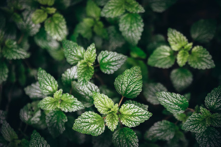 Green mint leaves background.の写真素材