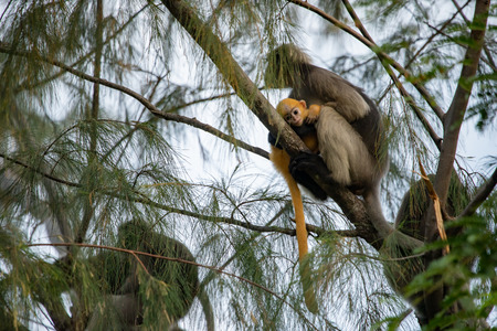 Dusky Langur Monkey baby with mother on the tree in the forest.\