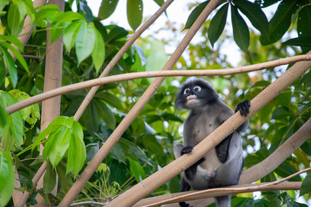 Dusky Langur Monkey baby with mather on the tree in the forest.のeditorial素材