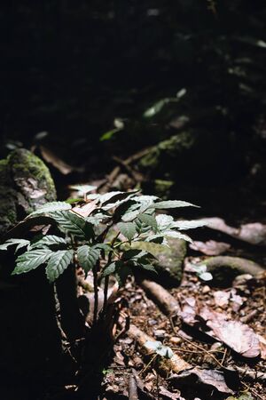 Little tree grow on the ground in the forest.